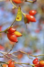 Ripe rosehip fruit of the dog rose (Rosa canina) on a branch, close-up, Wilnsdorf, North