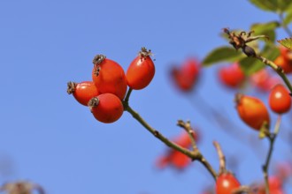 Ripe rosehip fruit of the dog rose (Rosa canina) on a branch, in front of a blue sky, Wilnsdorf,