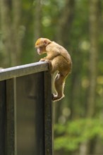 A little monkey climbs curiously on the railing in the forest, Affenberg Salem, Lake Constance