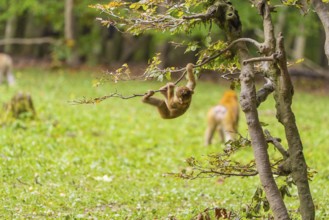 A monkey swings playfully on a tree branch in the forest, full of liveliness and movement,