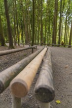 Wooden posts along a forest path, surrounded by tall trees, Affenberg Salem, Lake Constance
