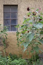 Sunflowers in front of a barn window, Hesse, Germany