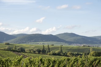 View over vineyards to the Palatinate Forest, Southern Palatinate, Palatinate,
