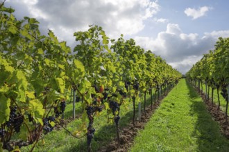 Vine rows with red wine grapes, vineyard, vineyard, Southern Palatinate, Palatinate,