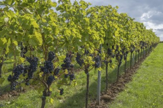 Row of vines with red wine grapes, Burrweiler, Southern Palatinate, Palatinate,