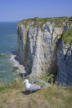 Seagull at a viewpoint, hike from Etretat to Yport along the chalk cliff coast, Seine-Maritime