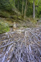 Driftwood in the Erlauf gorge, Purgstall an der Erlauf, Lower Austria, Austria