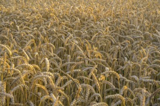 Crop field in the evening light, Yport, Département Seine-Maritime, France