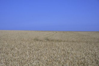 Crop field in front of a blue sky, Yport, Seine-Maritime, France