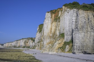 Chalk cliffs at low tide, Yport, Département Seine-Maritime, France