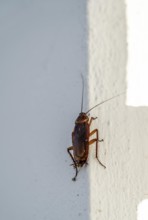 Cockroach, cockroach
