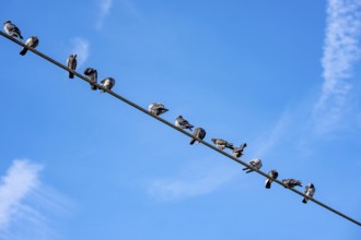 Pigeons on a power line, Germany