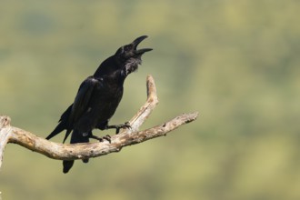 Raven (Corvus corax) mating on a branch, Extremadura, Spain
