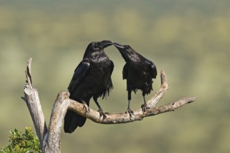 Pair of common ravens (Corvus corax) mating on a branch, Extremadura, Spain
