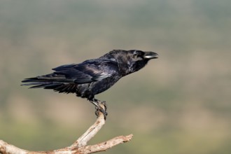 Raven (Corvus corax) on a dead branch, Ruf, Extremadura, Spain