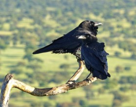 Pair of common ravens (Corvus corax) on a dead branch, Extremadura, Spain