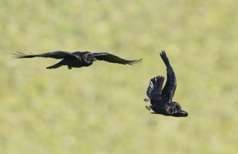 Common ravens (Corvus corax), flying games, Extremadura, Spain