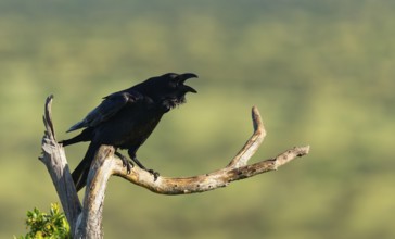 Calling raven (Corvus corax) on a dry branch, Extremadura, Spain