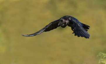 Raven (Corvus corax), flight, calling, Extremadura, Spain