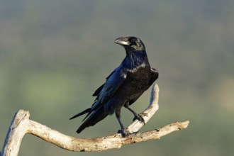 Raven (Corvus corax) on a dead branch, Extremadura, Spain
