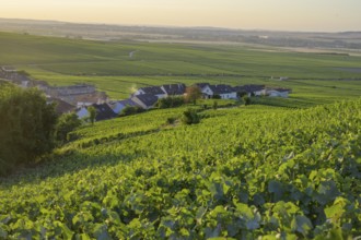 View of the village in the foreground Vineyards, Verzenay, Marne, France