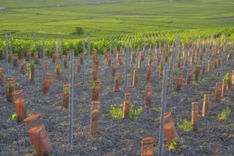 Young vine plants protected by sleeves, Verzenay, Marne, France