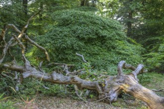 Lying tree trunk in the Faux de Verzy beech forest, Verzy, Marne, France