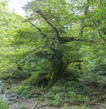 Faux de Verzy beech forest, Verzy, Marne, France