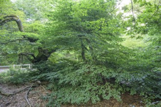 Faux de Verzy beech forest, Verzy, Marne, France