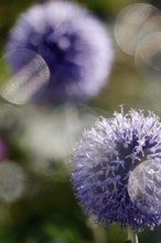 Thistle with beautiful bokeh, summer, Germany