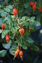 Rose hips on a bush, summer, Germany
