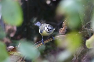Wet blue tit after a bath, summer, Germany