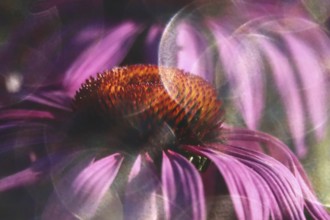 Coneflower, macro photography, summer, Germany