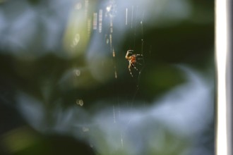 Spider building her web, summer, Germany