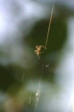 Spider building her web, summer, Germany