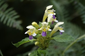 Large-flowered hemp-nettle (Galeopsis speciosa), summer, Germany