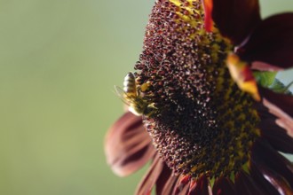 Red sunflower, summer, Germany