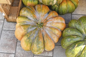 Top view of Musquée de Provence pumpkin with orange and green color