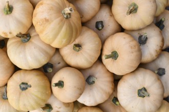 Autumn harvest of Angelique Muscat pumpkins at farmers market from top view