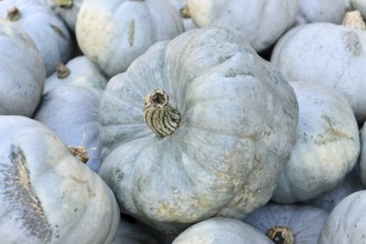 Close up of muted Queensland Blue or blue Jarrahdale pumpkin in a pile
