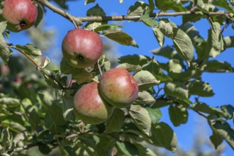 Ripe apples (Malus), on the tree, Franconia, Bavaria, Germany