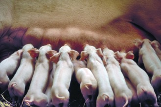 Piglets (Sus scrofa domesticus) suckling with their mother sow, Franconia, Bavaria, Germany