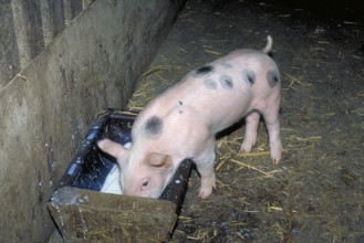 Piglets of the Pietrain breed (Sus scrofa domesticus) at the feeding trough, Franconia, Bavaria,