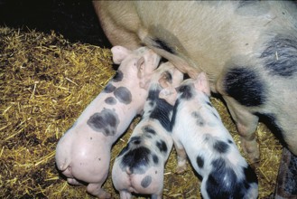 Piglets of the Pietrain breed (Sus scrofa domesticus) suckling with the mother sow, Franconia,