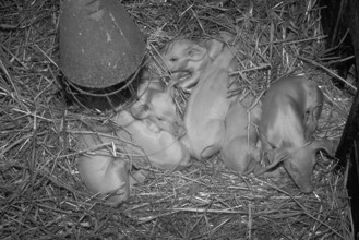 Freshly born piglets (Sus scrofa domesticus) in straw under a heat lamp, black and white,