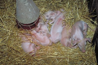 Freshly born piglets (Sus scrofa domesticus) in straw under a heat lamp, Franconia, Bavaria,
