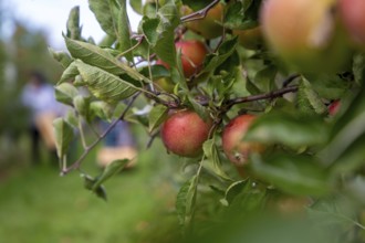 Apples ready for harvest at a fruit farm in the Palatinate