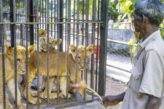 Lion cubs in cage at zoo, Colombo, Sri Lanka, South Asia, Indian subcontinent, South Asia, 1965