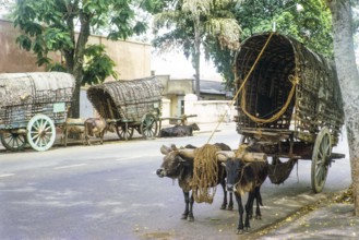 Bullock carts pulled by oxen standing in street, Colombo, Sri Lanka, South Asia, Indian