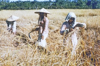 Cutting harvesting rice, traditional labour intensive rice farming in wet paddy field, Malaya,